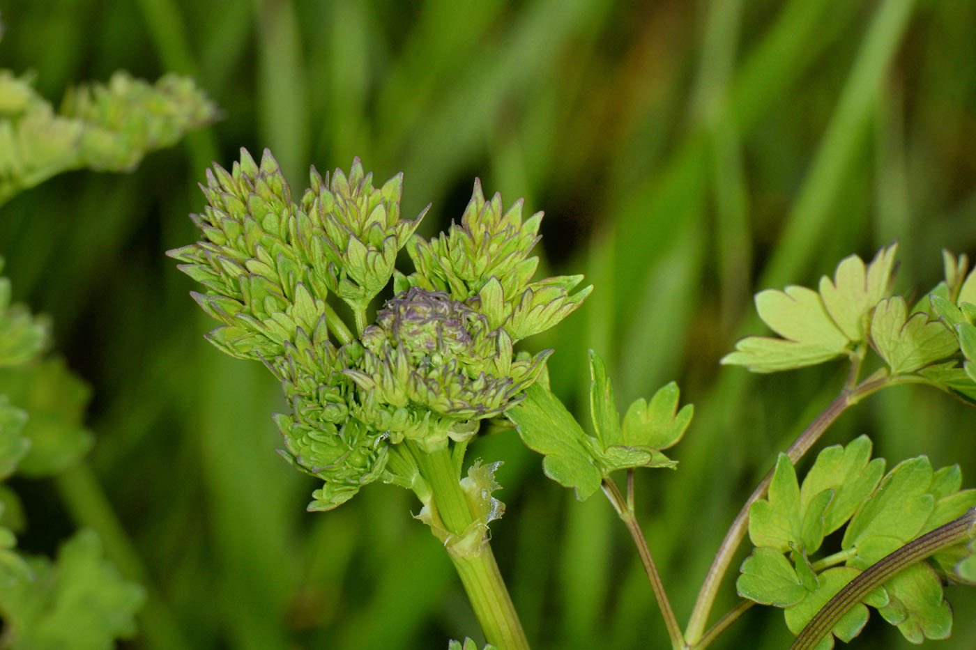 Rhynchitidae: Involvulus sp? Sì, Involvulus pubescens